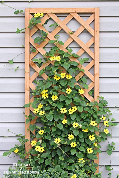 How To Grow Black Eyed Susan Vine