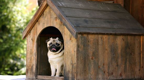 How To Build A Dog Kennel