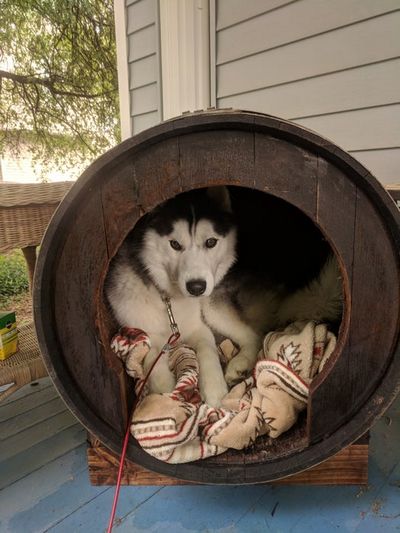 Wine Barrel Dog House