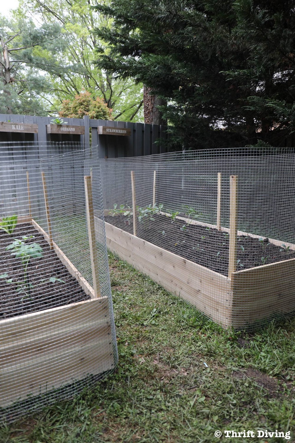 DIY Raised Garden Bed And Protect It With A Metal Fence