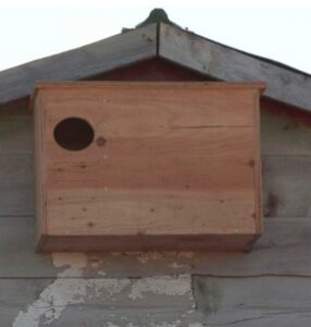 13 Free DIY Barn Owl Box Plans You Can Make Easily - DIYnCrafty