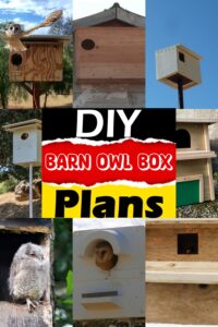 13 Free DIY Barn Owl Box Plans You Can Make Easily - DIYnCrafty