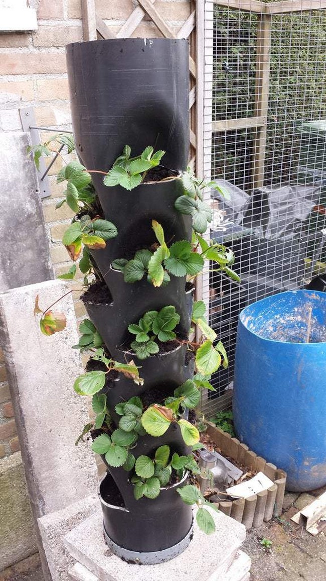Decent garden