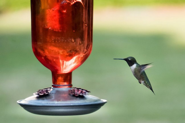 DIY Wine Bottle Hummingbird Feeder