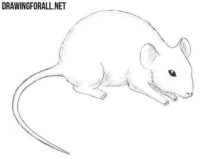 How To Draw A Mouse 3