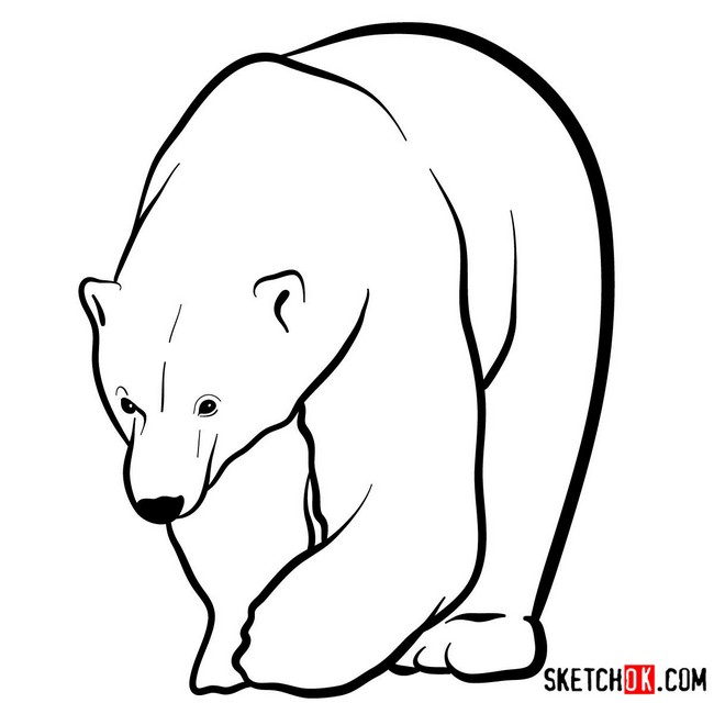 How To Draw A Polar Bear 1