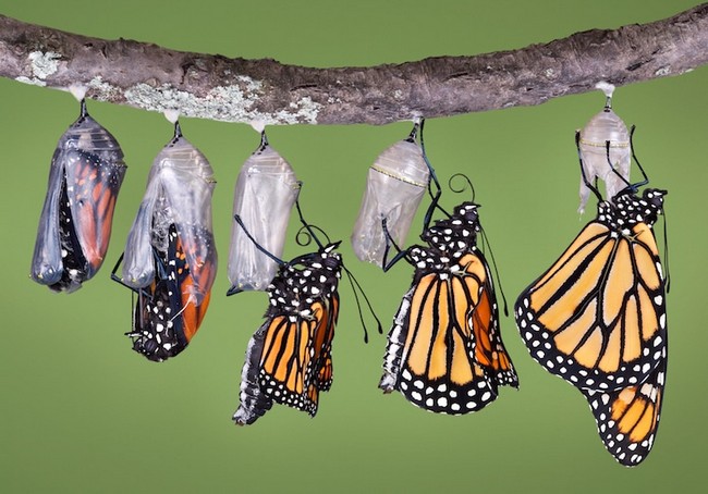 Learn How To Draw A Monarch Butterfly In Five Easy Steps